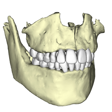 Anatomodel | Anatomage