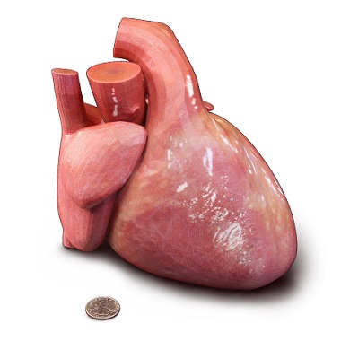 3D anatomy print of a heart