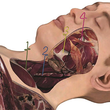 3D male anatomy