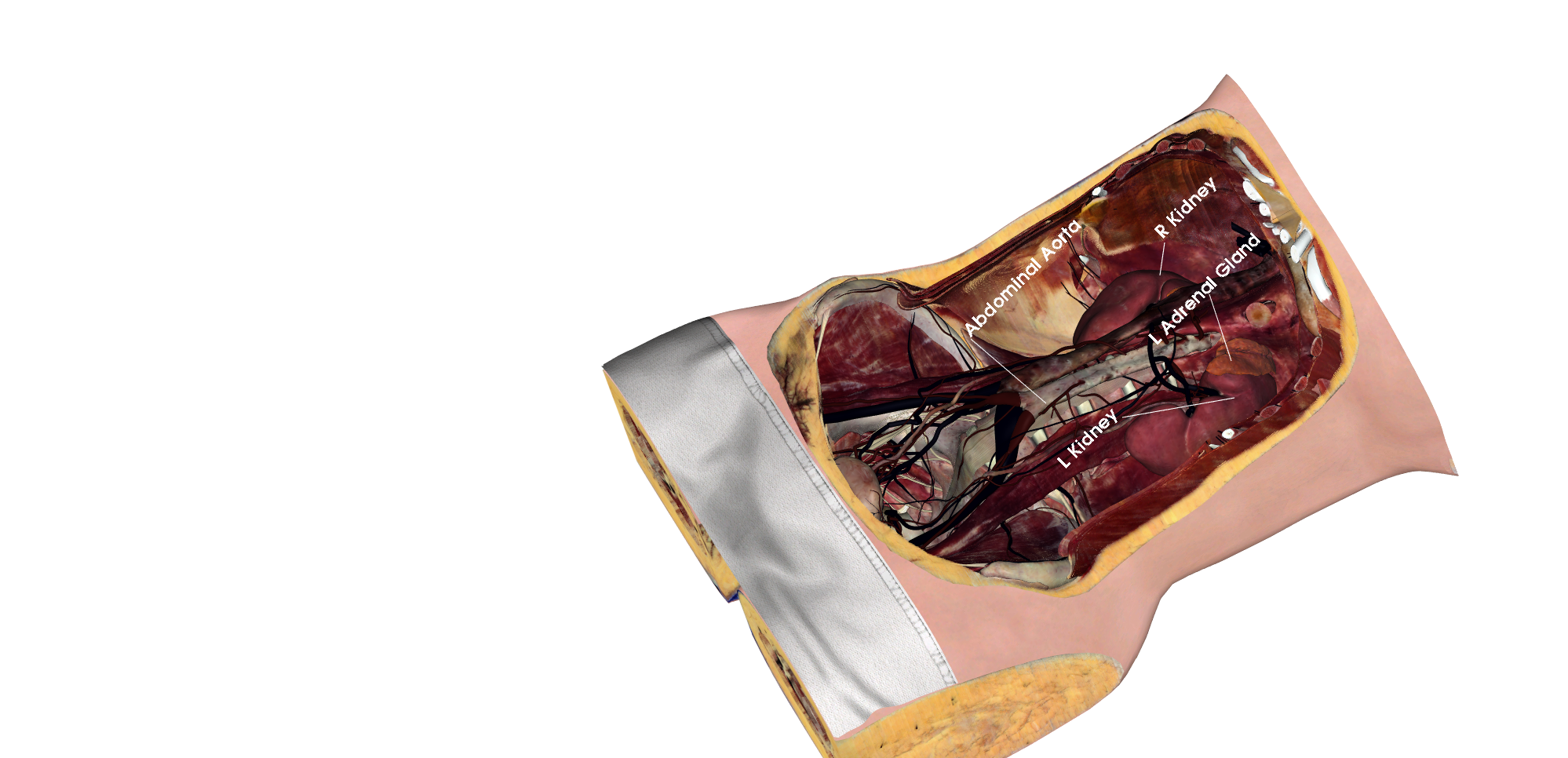 Learn with 3D Anatomy, Interactive Digital Bodies Anatomage Table Alpha
