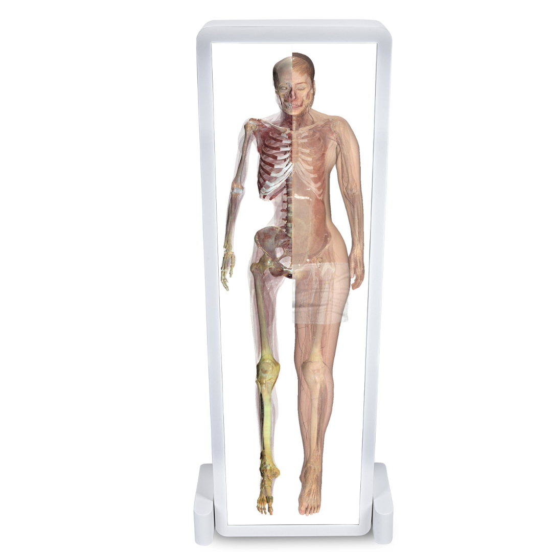 Anatomage Table Convertible