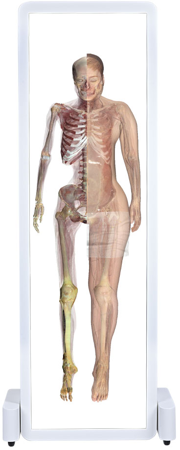 Anatomage Bodies Anatomy Physiology