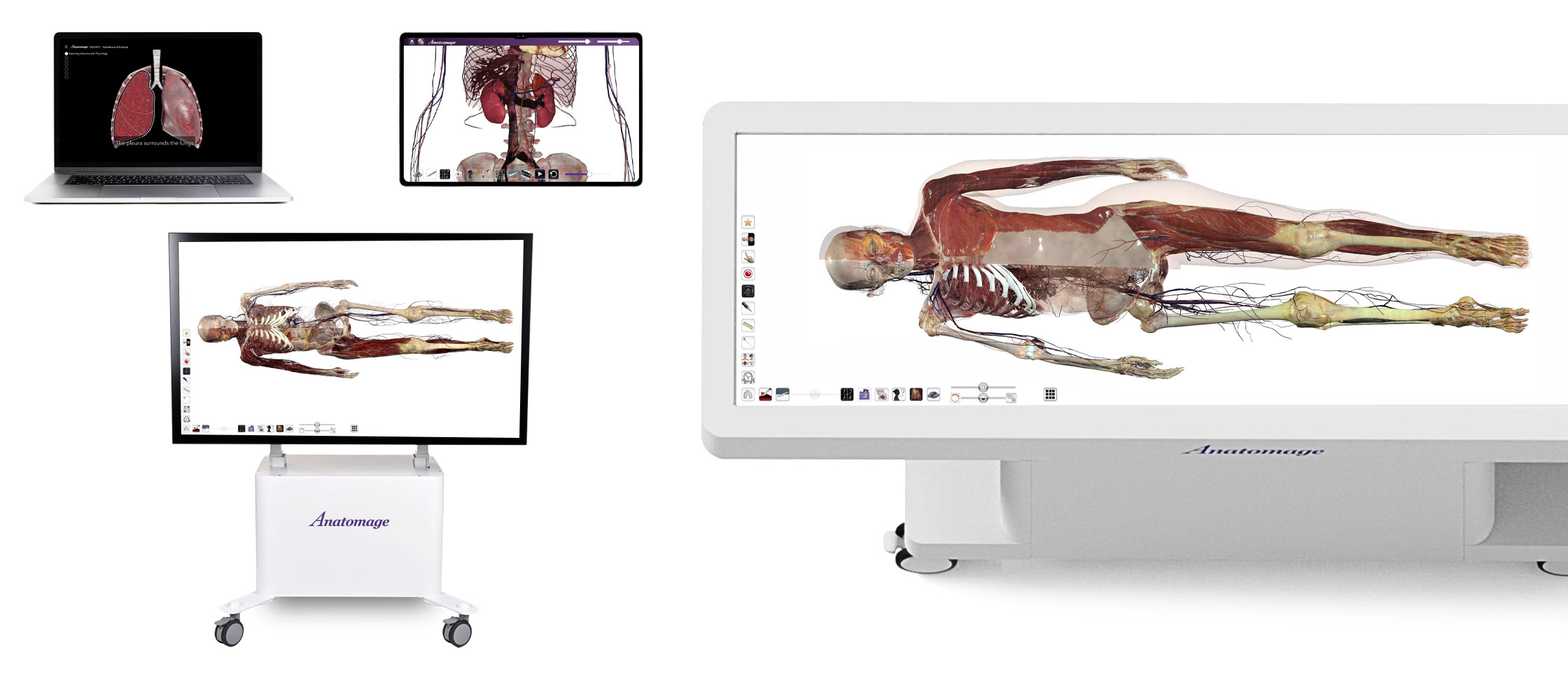 Anatomage products displaying 3D visualizations of human bodies, offering advanced anatomy solutions for exploring human anatomy in medical and educational settings.