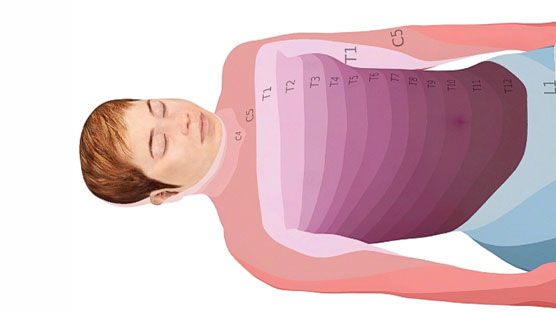 Physiological Pathways and Neural Pathways are incorporated into the Anatomage Bodies.