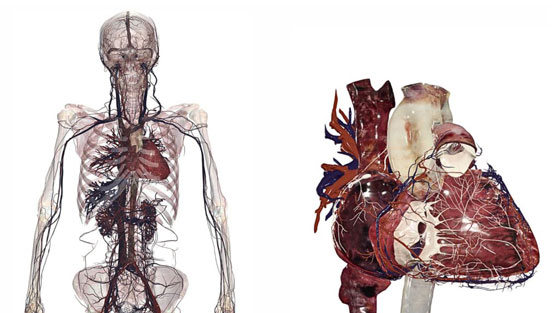 The Anatomage Table provides access to digital cadavers derived from real human bodies for medical education.