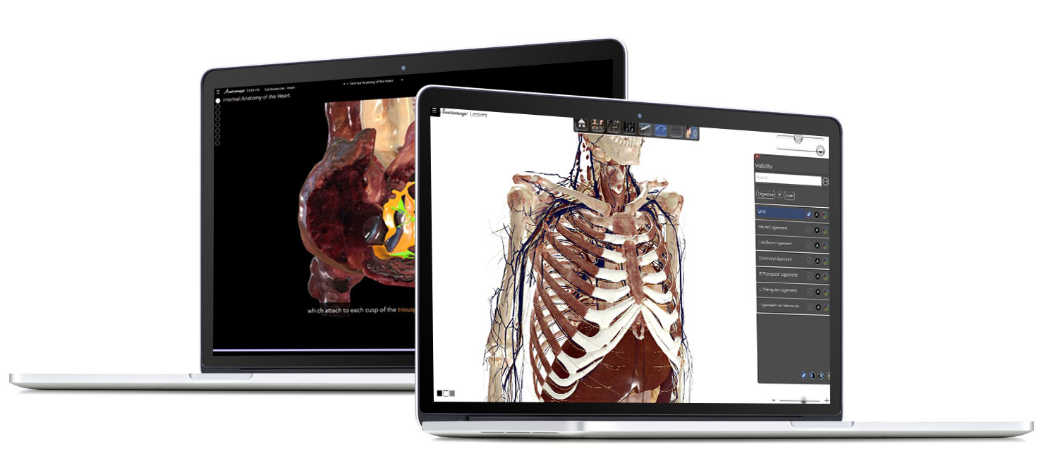 Anatomage Lessons displaying detailed 3D Anatomical Models of the human body.