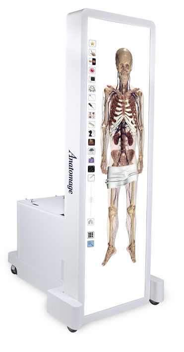 Anatomage Table showcasing 3D human anatomy models for medical education and surgical training.