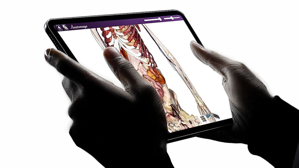 3D anatomy visualizations displayed on the Anatomage Table, enabling flexible, interactive anatomy education.