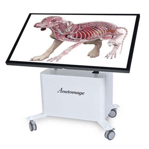 Anatomage Table Vet displaying a 3D Dog model, ideal for veterinary education and training.