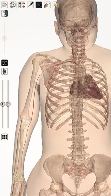 Posterior view of a 3D human anatomy model on the Anatomage Table, showing the skeletal system and internal organ structures for learning in cadaver labs.