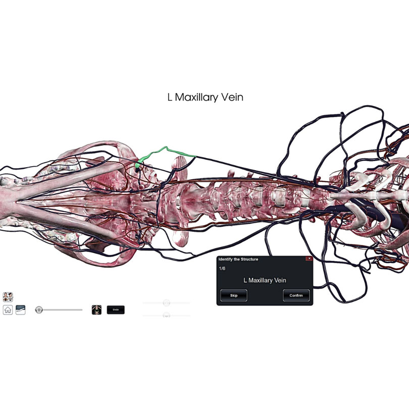 Labeled 3D visualization of the vascular system within a 3D human body, highlighting the left maxillary vein and generated using Anatomage’s anatomy software for structure identification and anatomy learning.