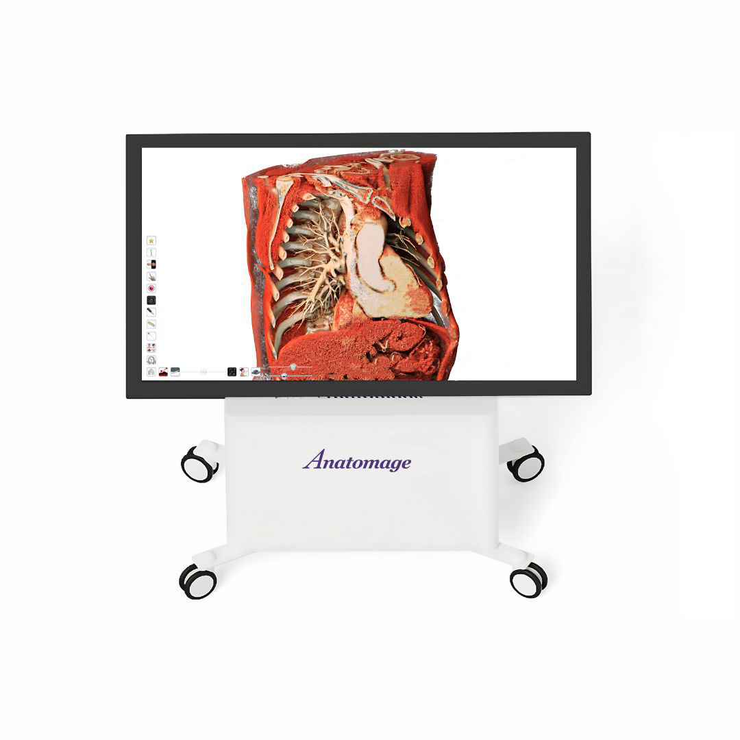 Anatomage Table Clinical showing a 3D anatomical view of the thoracic and abdominal cavity, used in medical and simulation centers for detailed anatomy study and procedural training.