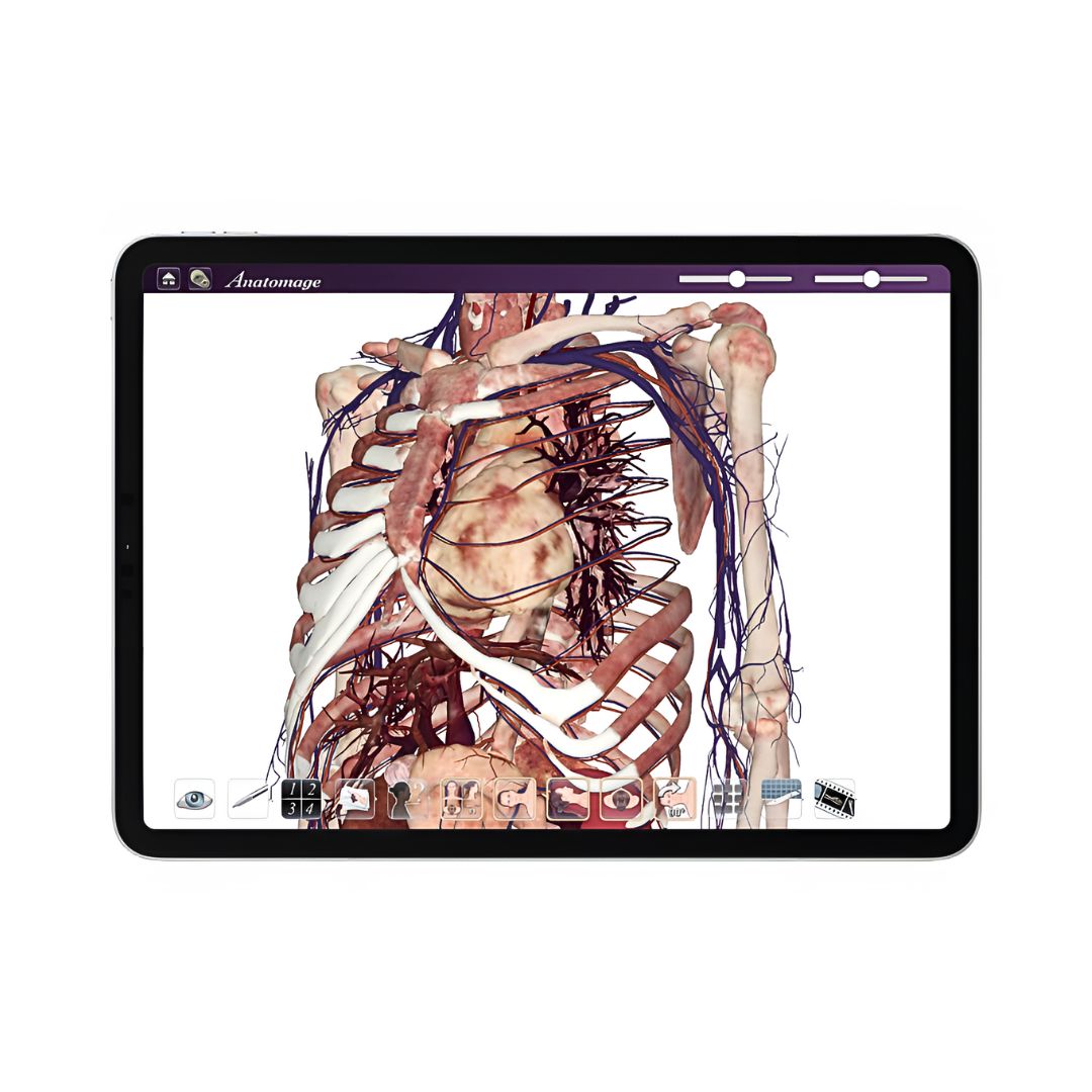 3D visualization of a human skeletal system presented on the Anatomage Tablet, used for anatomy study and medical training.