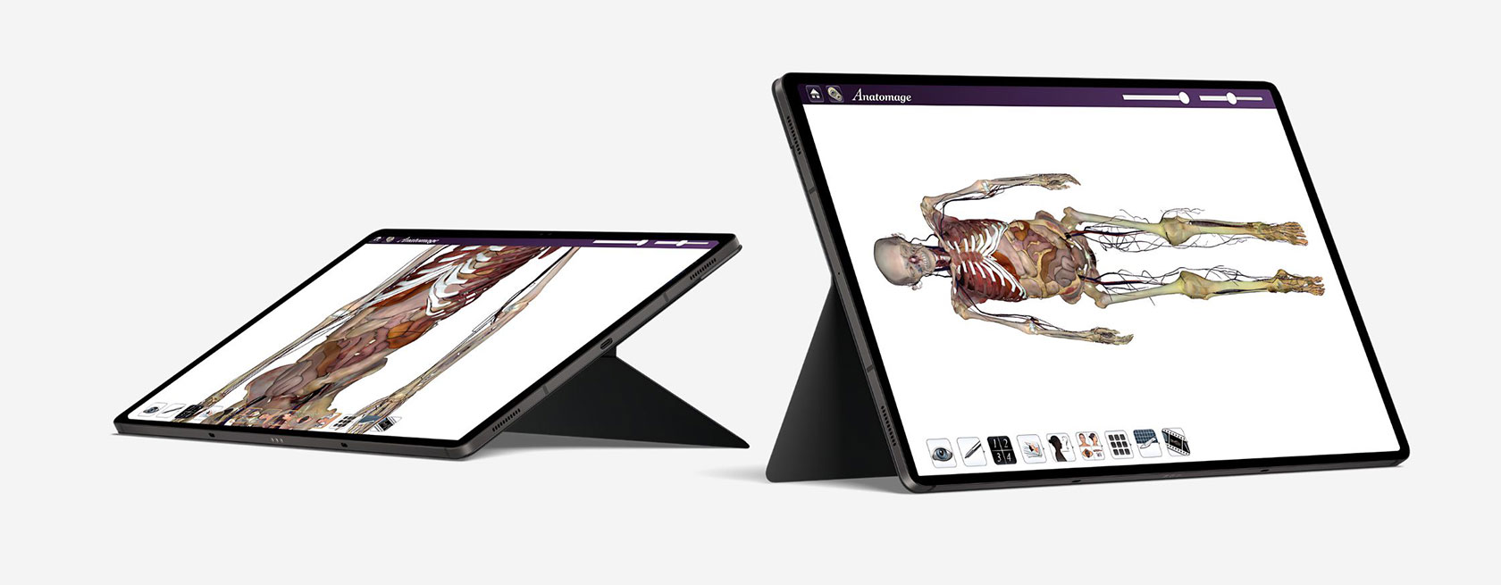 3D skeleton model displayed on the Anatomage Tablet, designed to improve foundational skills in anatomy and physiology.