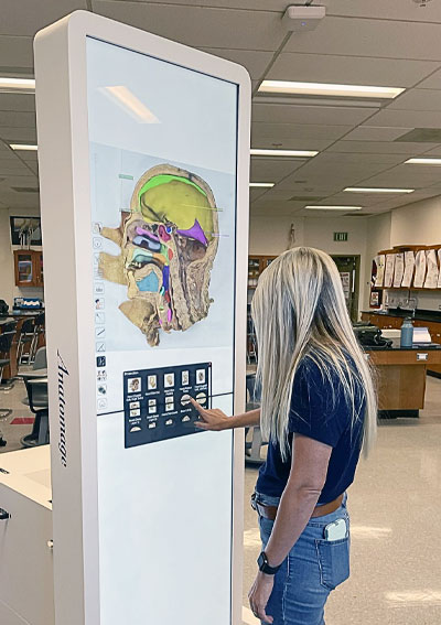 Undergraduate student using the Anatomage Table to view 3D visualizations of anatomical models for self-directed anatomy learning.