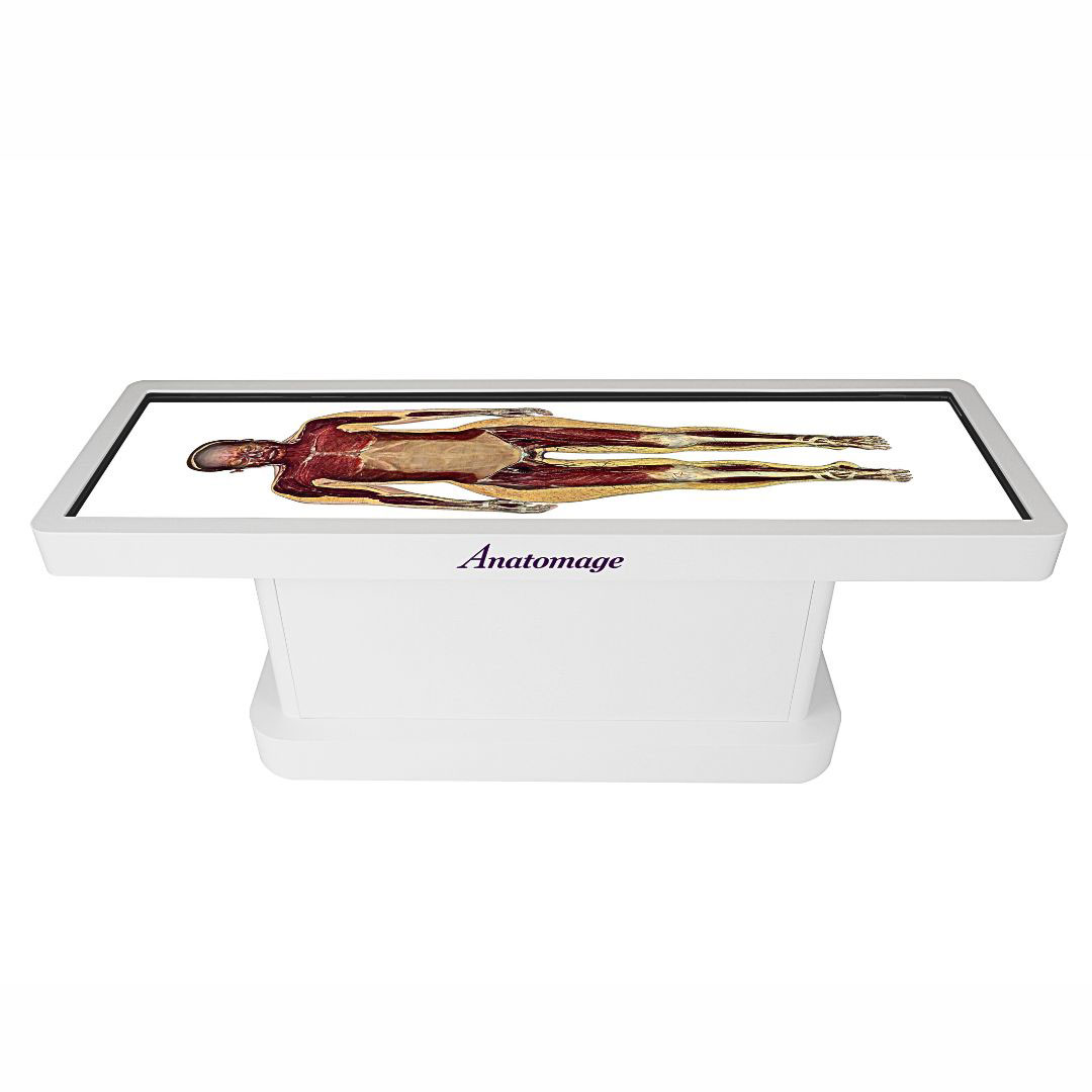 Real human bodies displayed on the Anatomage Table Classic, designed to enhance anatomy education and support medical training.