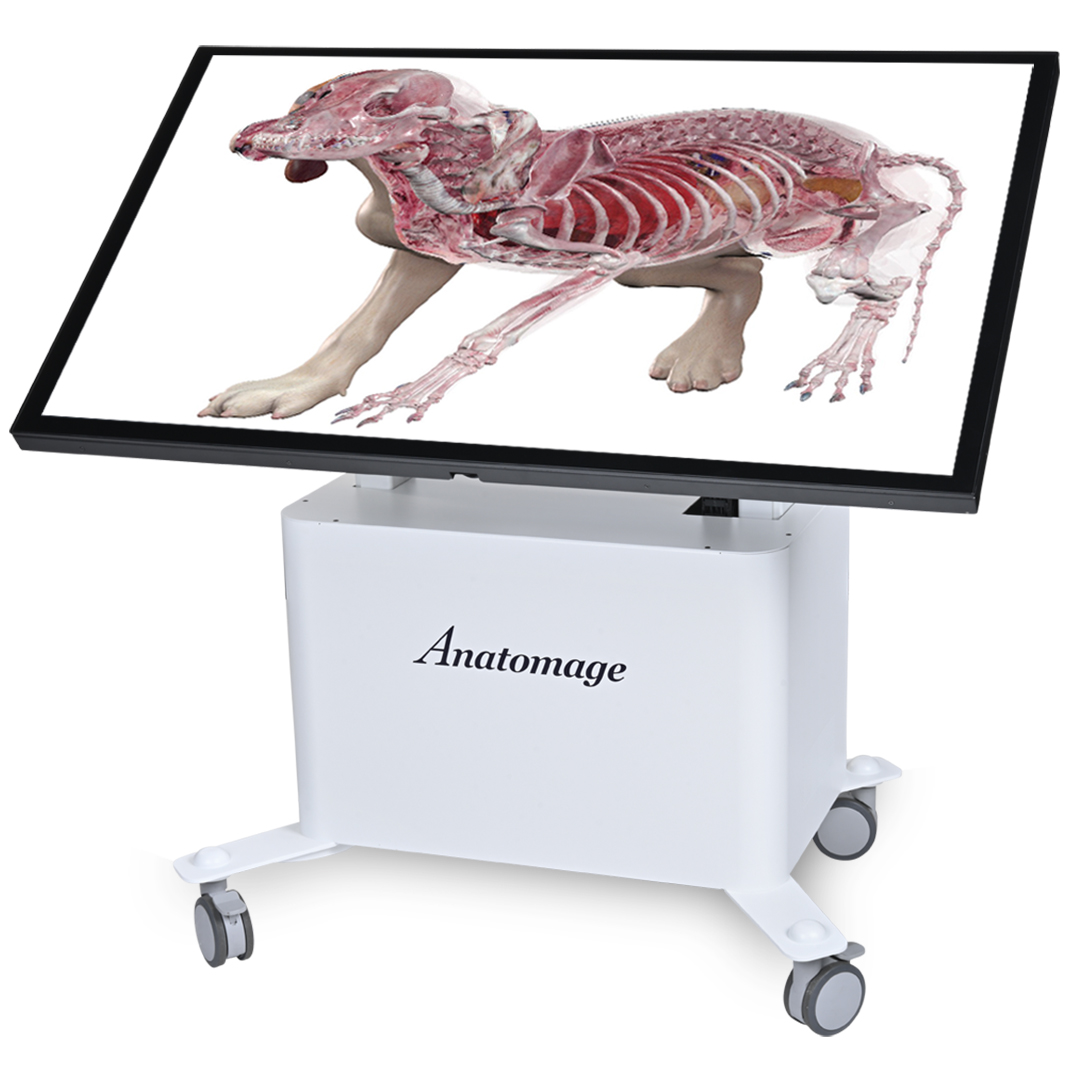 Anatomage Table Vet displaying a 3D canine anatomy model, used in veterinary education and animal anatomy instruction.