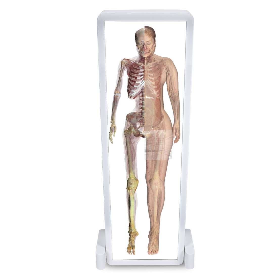 3D visualization of human anatomy shown on the Anatomage Table Convertible, supporting clinical and anatomy education.