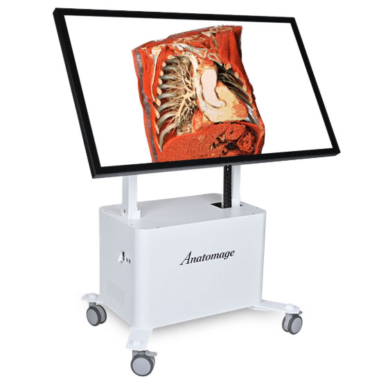Anatomage Table with DICOM viewer functionality for detailed 3D visualizations of anatomical structures.