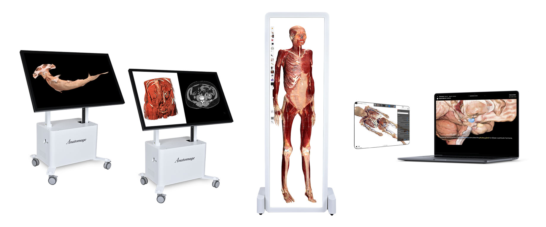 Anatomage products displaying anatomical models with its virtual anatomy software, created to improve human anatomy education and STEM learning.