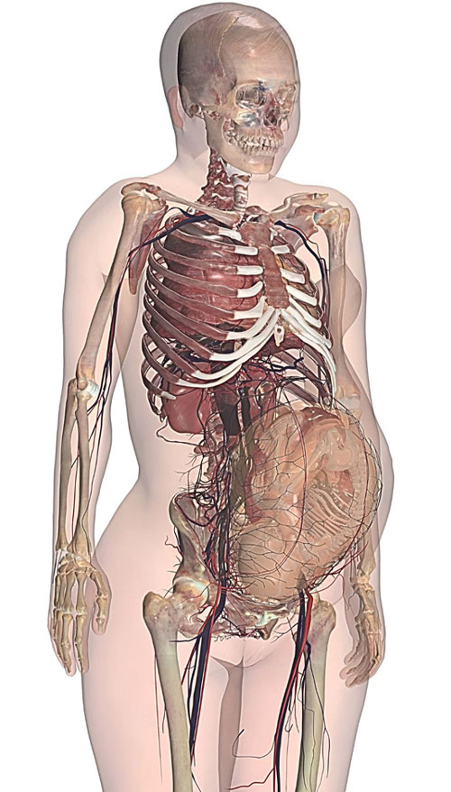 3D visualization of a female skeleton displayed on Anatomage's technology, designed for anatomy education and curriculum.