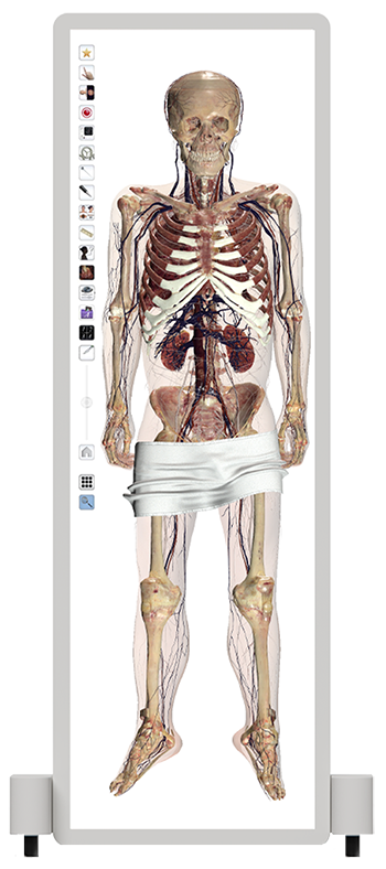 Real human cadaver shown virtually on the Anatomage Table convertible, designed to facilitate anatomy education and medical training.