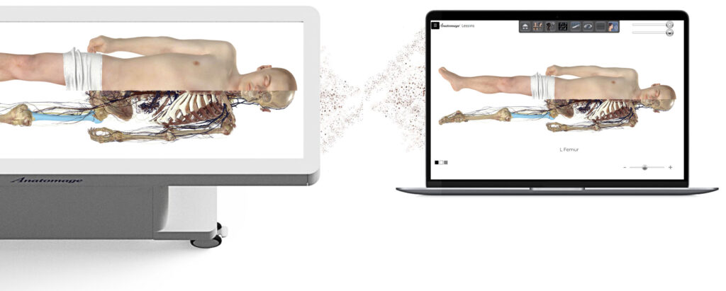 3D visualizations of human anatomy on Anatomage Lessons and the Anatomage Table, designed for virtual dissection and interactive anatomy education.