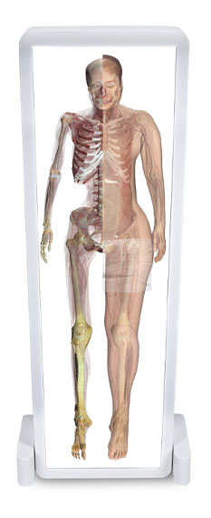 Virtual display of a female cadaver on the Anatomage Table in vertical format, used for anatomy presentations and hands-on medical education.