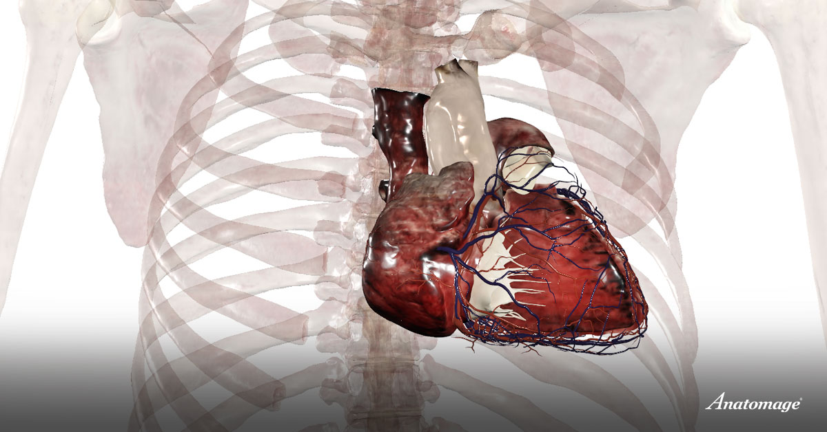 A 3D human heart in the chest cavity