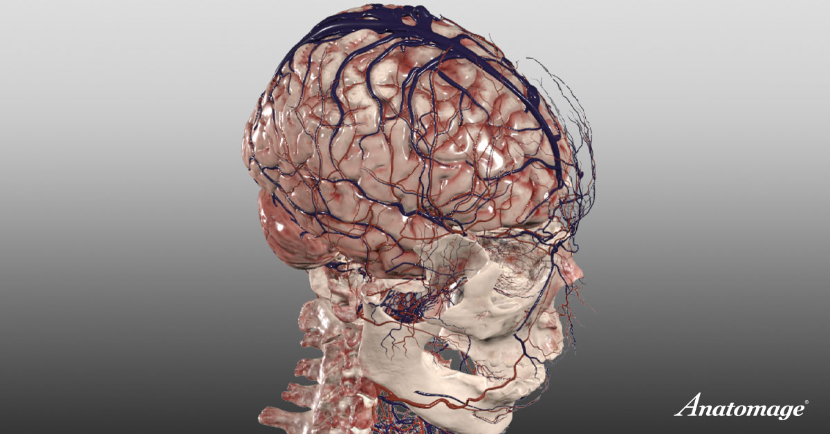 3D image of a real human brain