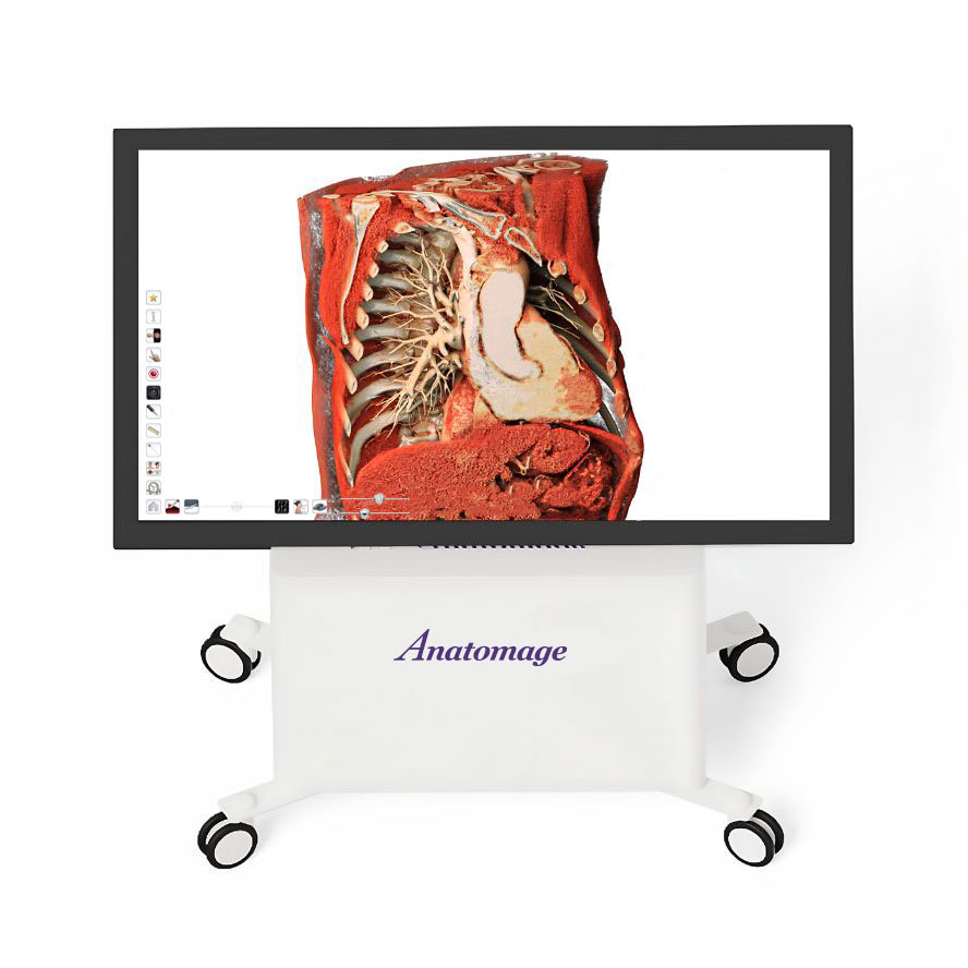 Anatomage Table Clinical showing a 3D anatomical view of the thoracic and abdominal cavity, used in medical and simulation centers for detailed anatomy study and procedural training.