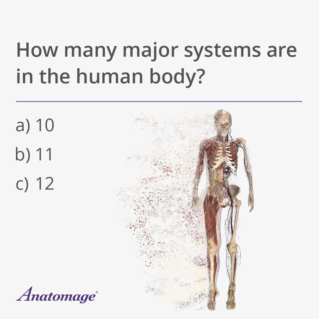 How many major systems are in the human body?