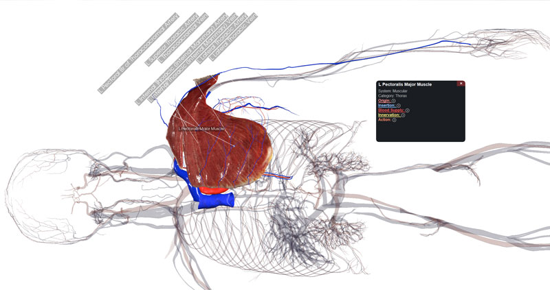 Annotated structures for study on the Anatomage Table.