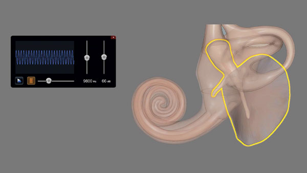 Visualization of the physiology of hearing.