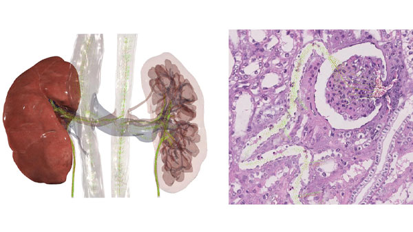 Track potassium levels in urine production for macro and histological understanding.