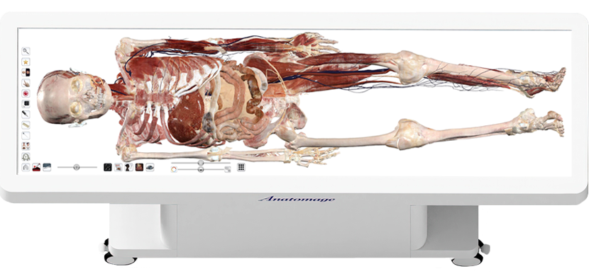 A digital cadaver on the Anatomage Table.