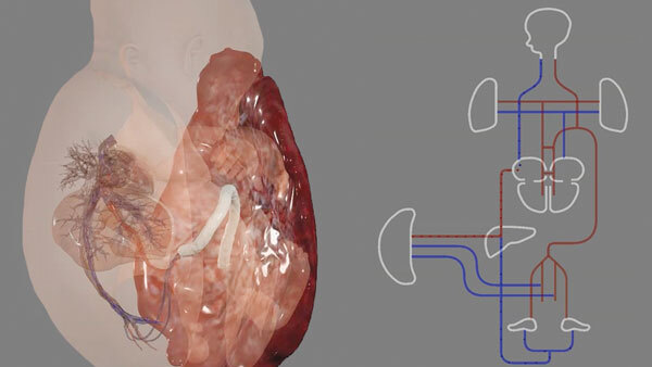 A 3D fetal body with blood flow schematic.