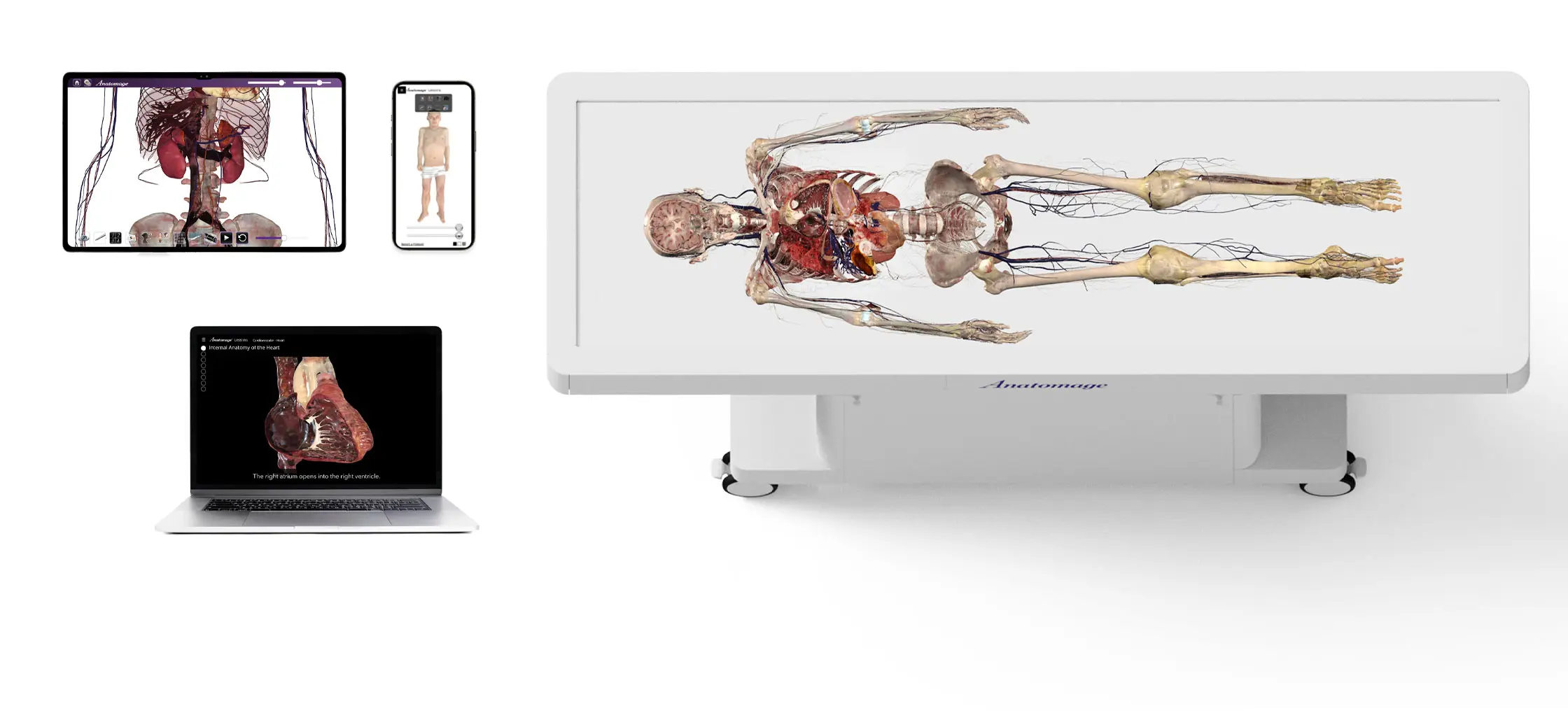 3D-Cadaver-Anatomage