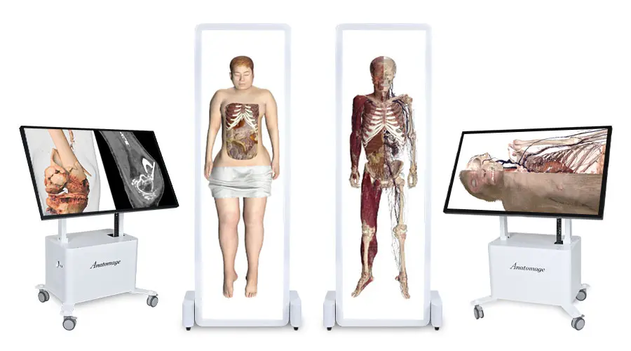 Multiple variations of Anatomage Tables displaying high-resolution 3D cadaver visualizations for advanced medical and veterinary anatomy education.