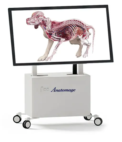 3D canine model displayed on the Anatomage Table Vet, an anatomy software designed to replace traditional animal dissection and animal cadaver use in veterinary training and interactive education.
