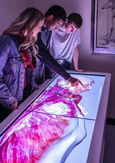 Students using Anatomage's 3D interactive anatomy technology to study various anatomy structures of the human body virtually.