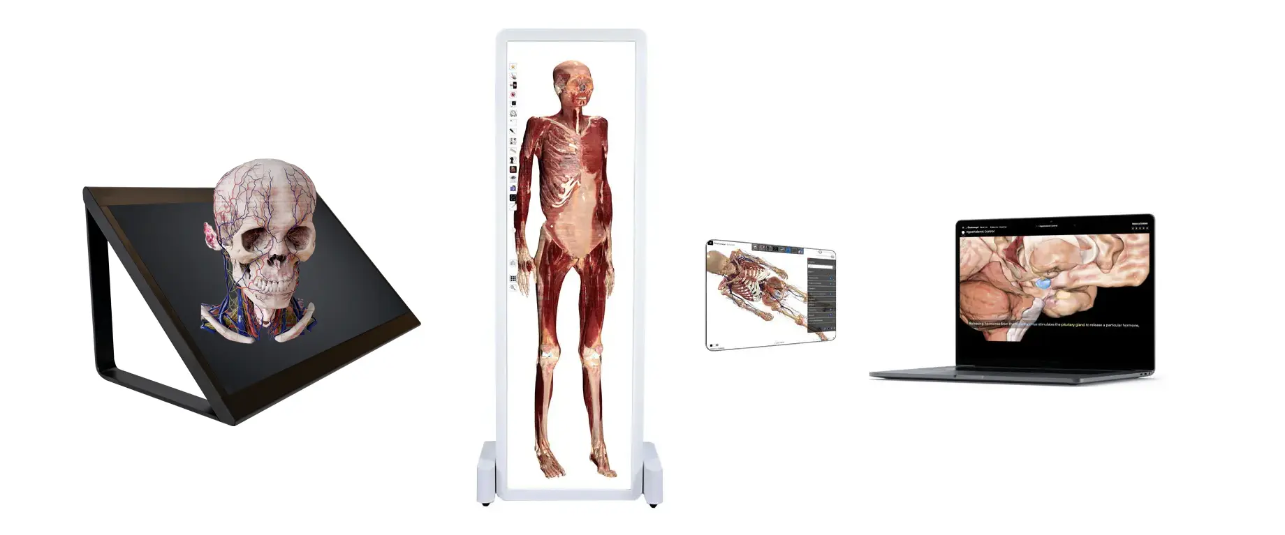 Anatomage products displaying anatomical models with its virtual anatomy software, created to improve human anatomy education and STEM learning.