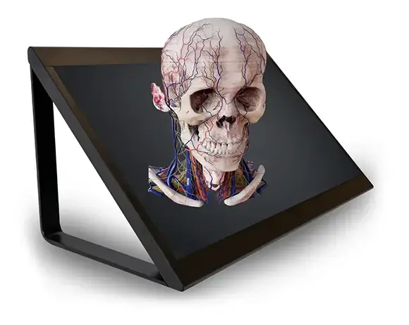 Human skull appearing holographically in 3D on slanted computer display