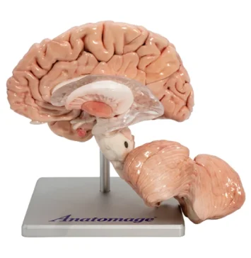 Anatomage Replica Brain
