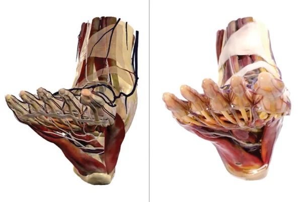 Anatomage Replica Foot