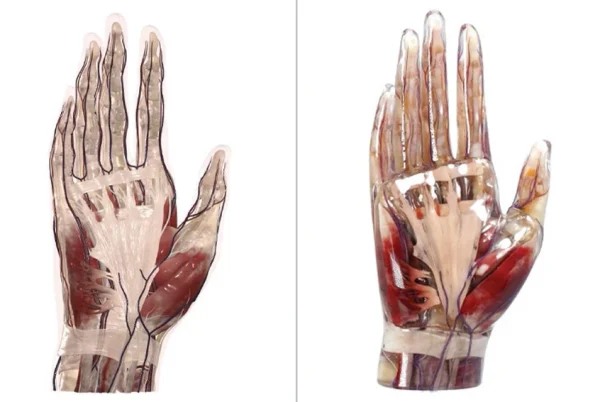 Anatomage Replica Hand