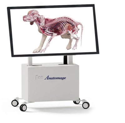 Anatomage-Table-Vet-Animal-Cadavers Anatomage Table Vet redefines animal anatomy education with advanced 3D models for veterinary training.