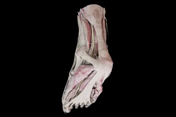Anatomage-Xtreme-Reality-Foot