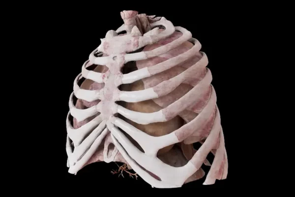 Anatomage-Xtreme-Reality-Thorax