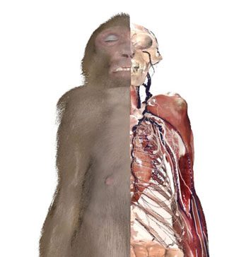 World's First Complete Digitized Monkey